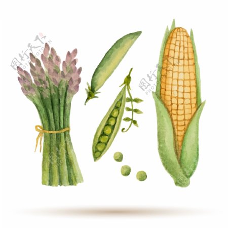 水彩绘玉米和芦笋插画