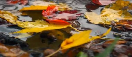 秋季下雨落叶水潭实拍高清视频素材