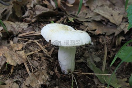 长在地面上的白色蘑菇