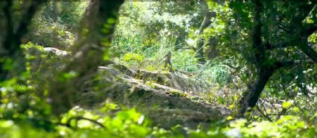 野外树林猛烈阳光照射茂盛植物岩石户外景色高清聚集视频拍摄