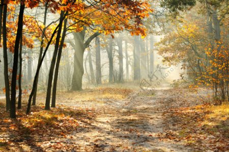 秋天树林道路风景图片