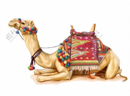 跪着休息的骆驼图片免抠png透明图层素材