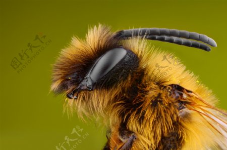 蜂蜜眼睛微距摄影图片