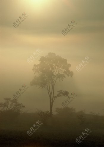 雾景摄影图片