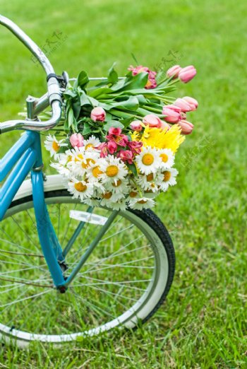 自行车上的鲜花图片