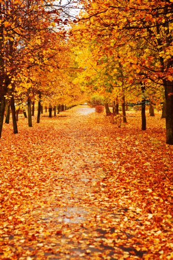 秋天枫叶林的美景图片