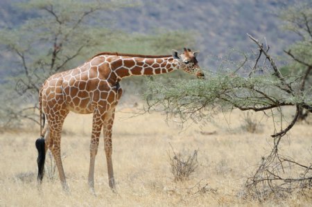 草原上吃食的长颈鹿图片
