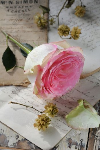 英文笔记上的玫瑰花图片