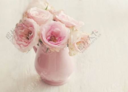 粉红色玫瑰图片