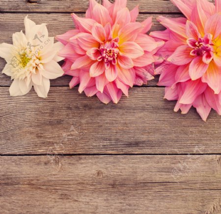 木板上的粉菊花图片