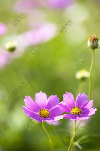 两朵紫色雏菊花特写图片图片