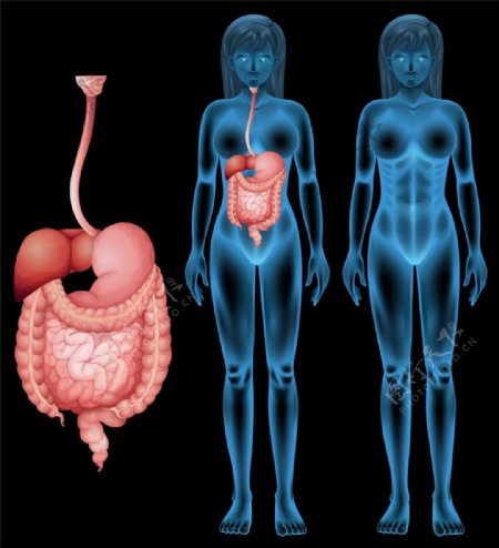 女性消化系统与人体模型图片