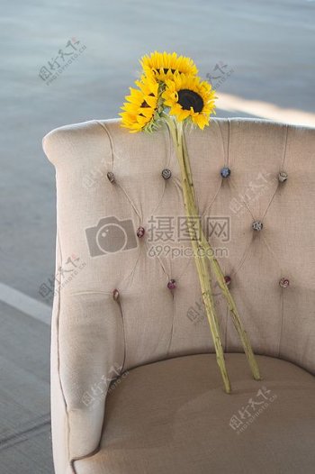 花黄色花瓣目前家椅子座位向日葵