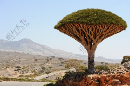 非洲植物摄影图片
