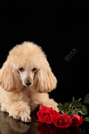 低头看玫瑰花的宠物狗图片