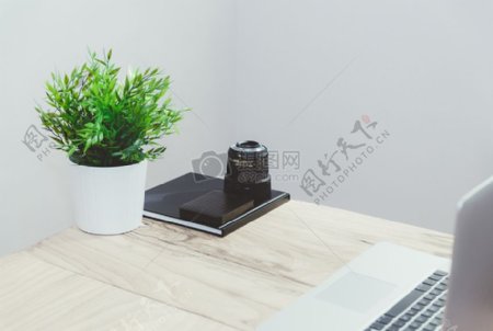 黑皮书用绿色盆栽白色花瓶布朗木表