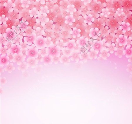 粉色樱花花朵背景图