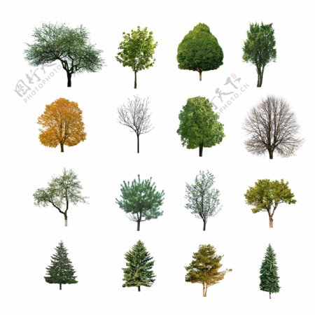 四季变化树图片
