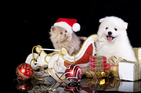 开心过圣诞节的狗与猫图片