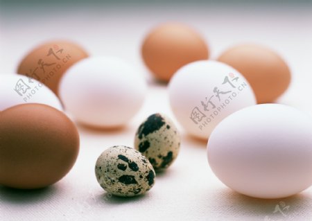 鸡蛋与鸟蛋图片