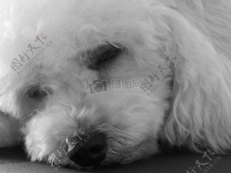 自然动物狗特写困了休息黑色和白色珍珠狮子狗