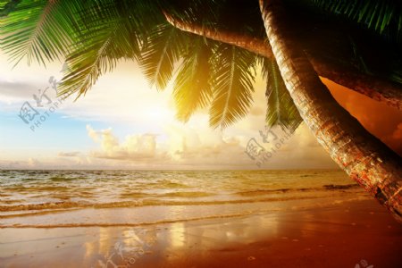 海滩上的椰树风景图片