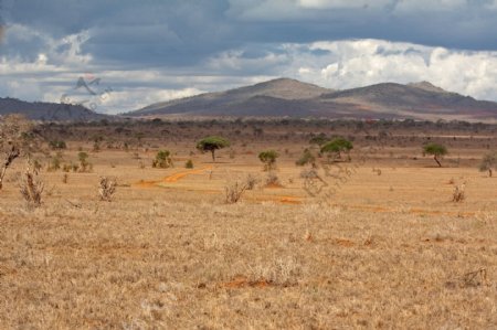 野性的非洲自然风光图片