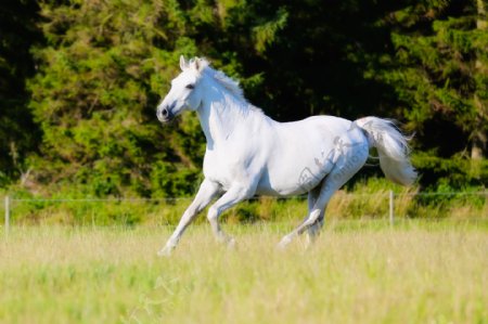 草地驰骋的白马图片