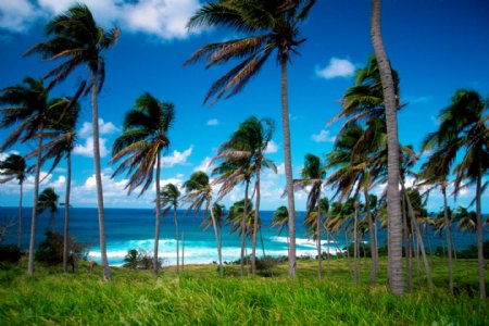 自然风景椰树图片