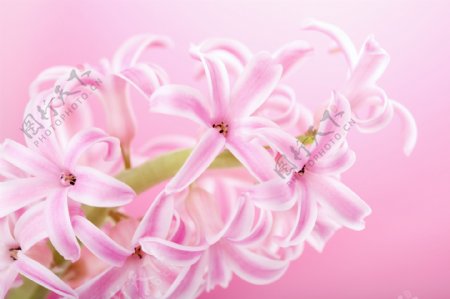粉色花朵浪漫背景图片