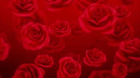 红色玫瑰花朵视频