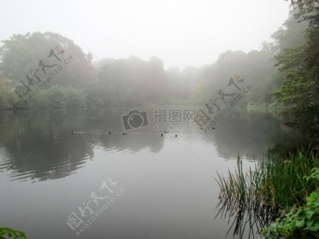 一个有雾的湖上的鸭子2