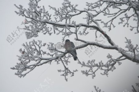 鸟坐在冷冰冰的树