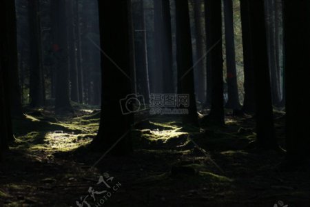 昏暗的树林中