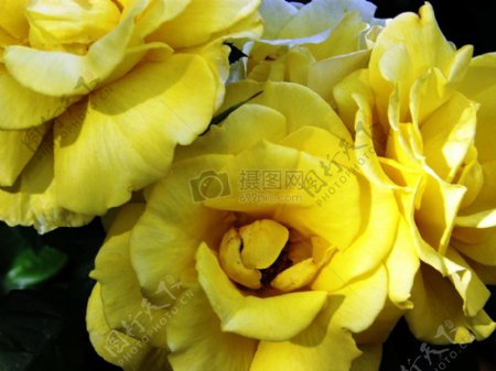 黄色的蔷薇花