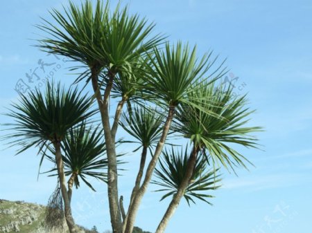 兰迪德诺的椰子树