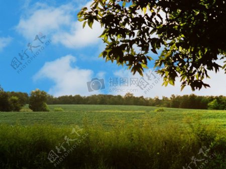 蓝天草原和树木