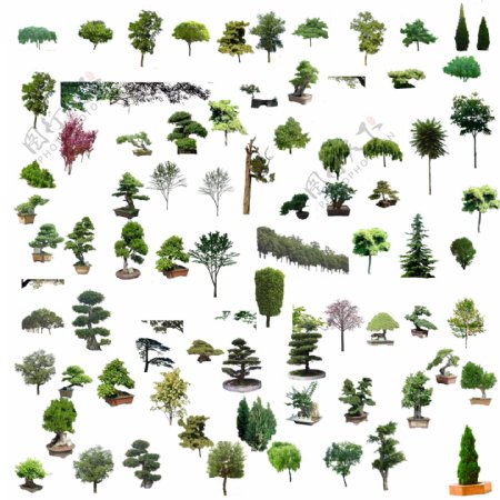 树绿植图案