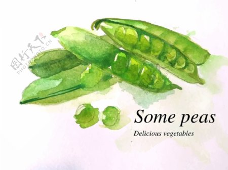 手绘水彩豌豆蔬菜