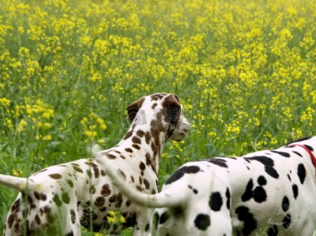 花丛中的斑点狗