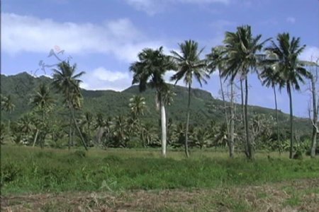 拉罗汤加岛的棕榈树和山股票视频视频免费下载