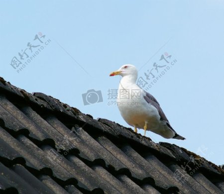 屋顶上的白鸟