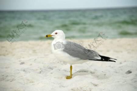 海边沙滩上的白色小鸟