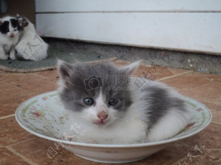 趴在碟子里的猫