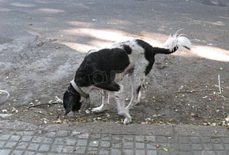 低头觅食的黑白狗