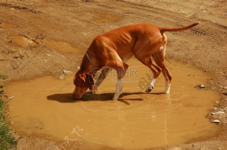 公路旁饮水的猎犬