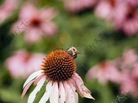 传播花粉的小蜜蜂