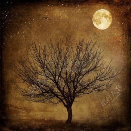 黑夜圆月高高挂在树梢上月光照明夜空