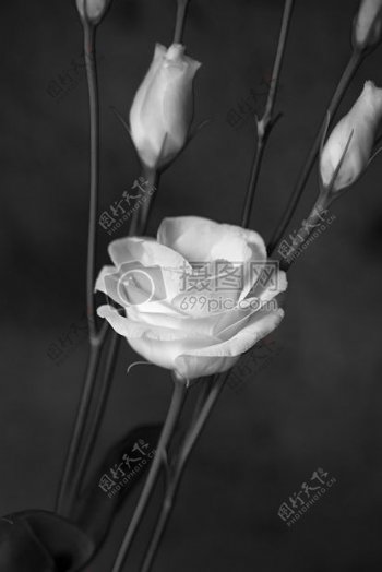 黑白色的白花们