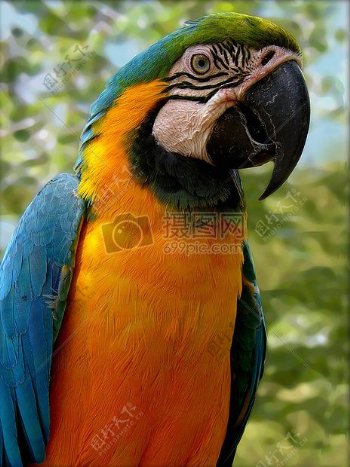 parrot02.jpg